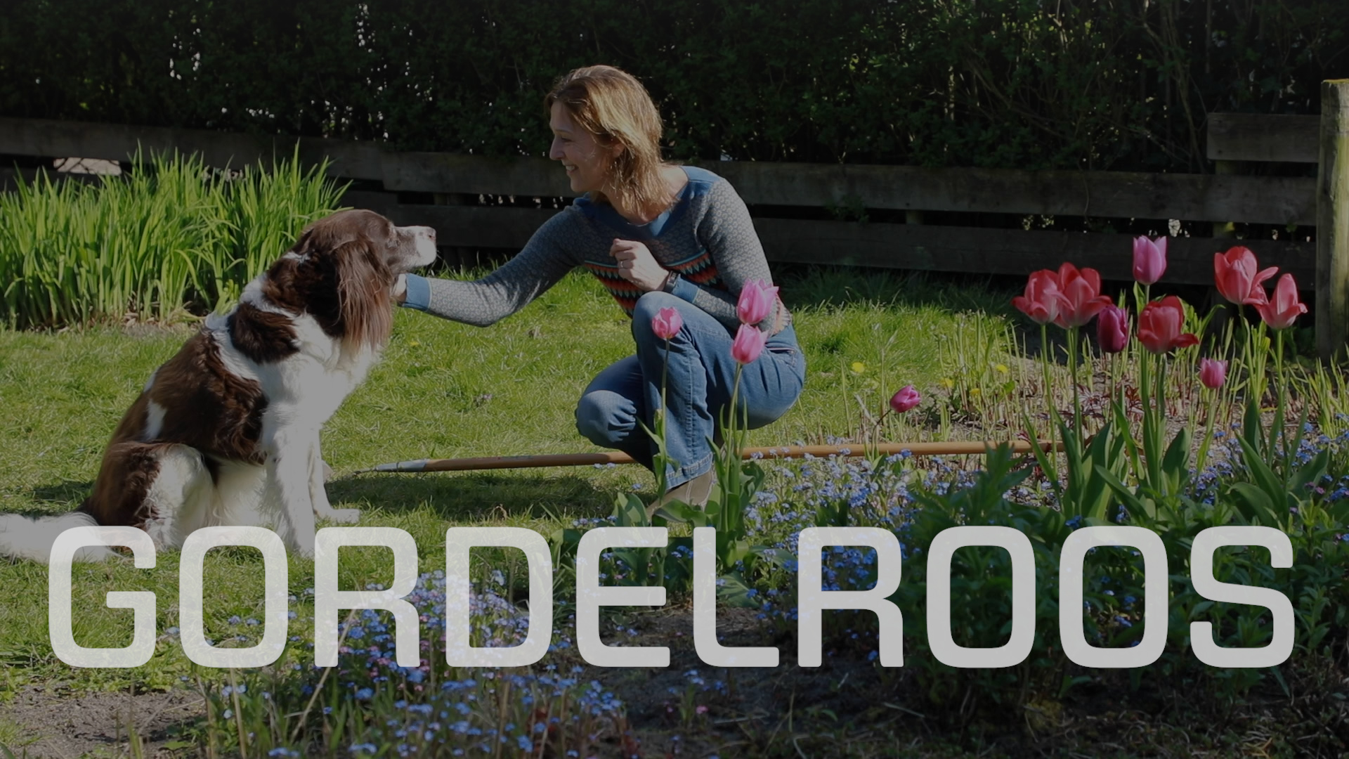 Bekijk de video: Gordelroos