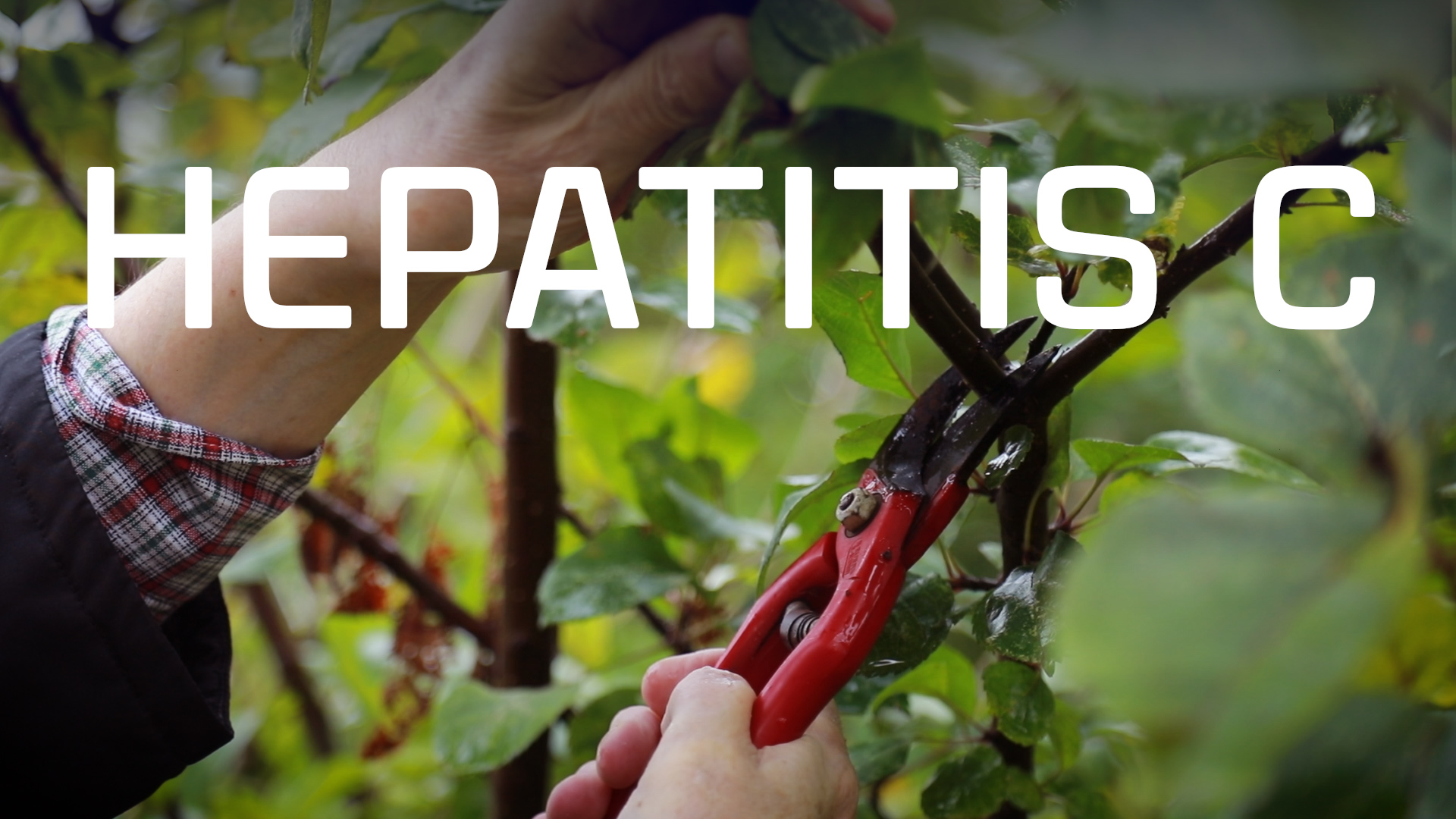 Bekijk de video: Hepatitis C